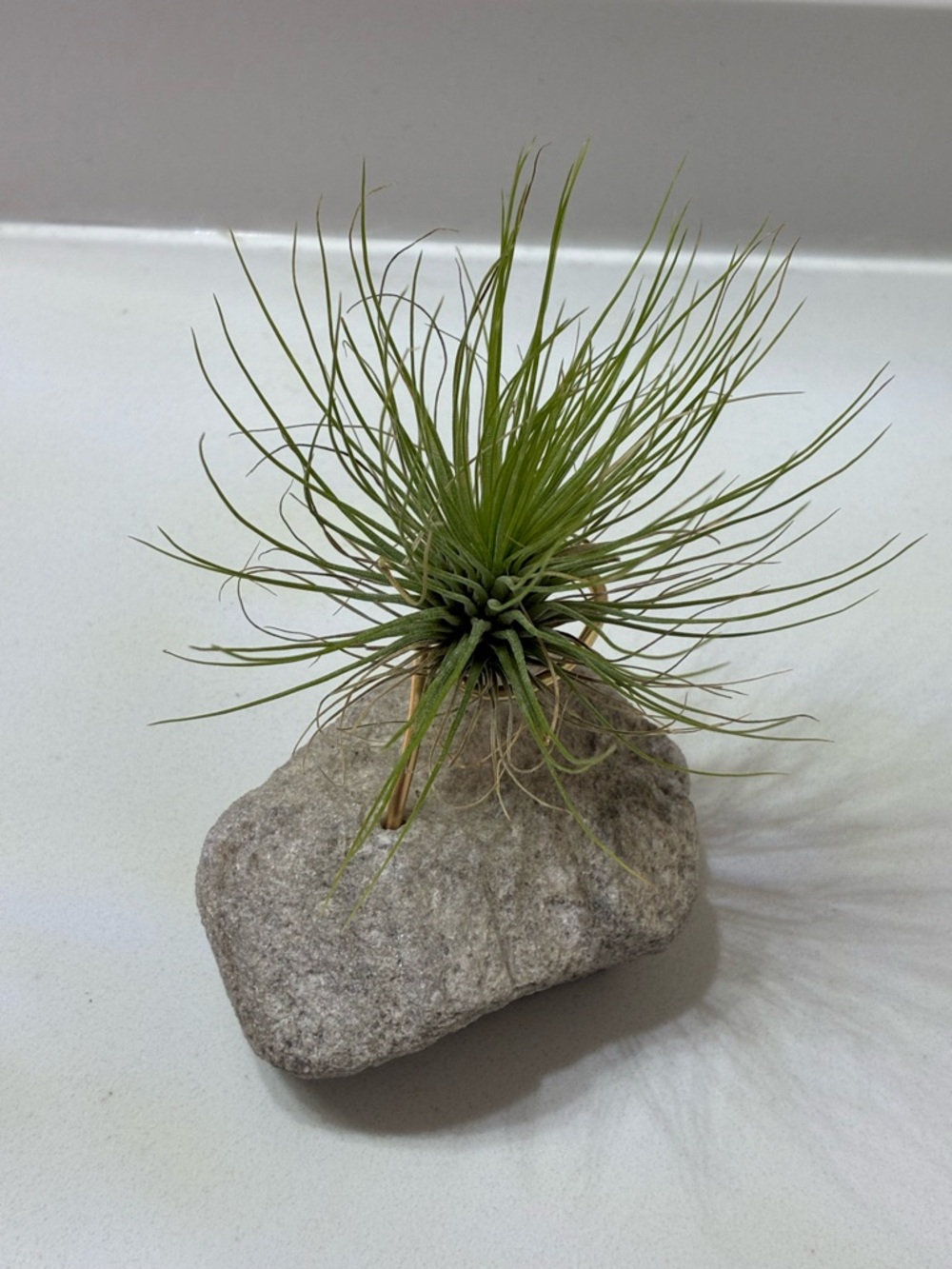 Air Plant + Air Plant Holder - Picture 3 of 5